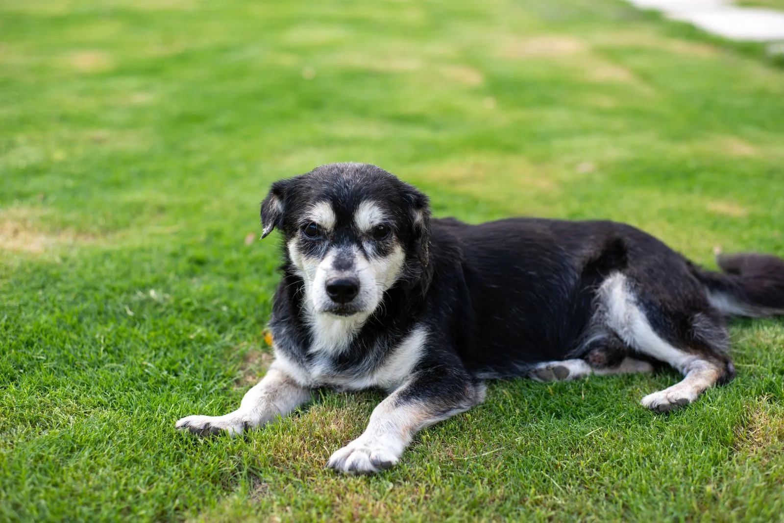 Best Dog Food for Senior Dogs: 6 Dry Picks Compared by Calories per Cup