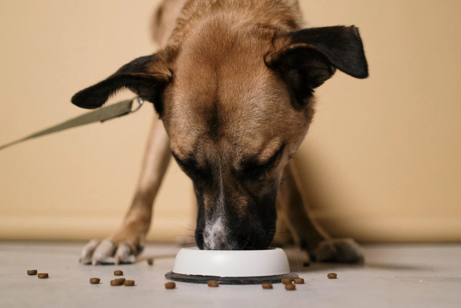 Best Dog Food for Sensitive Stomach: 5 Dry Picks Compared by Fat per 100 Calories