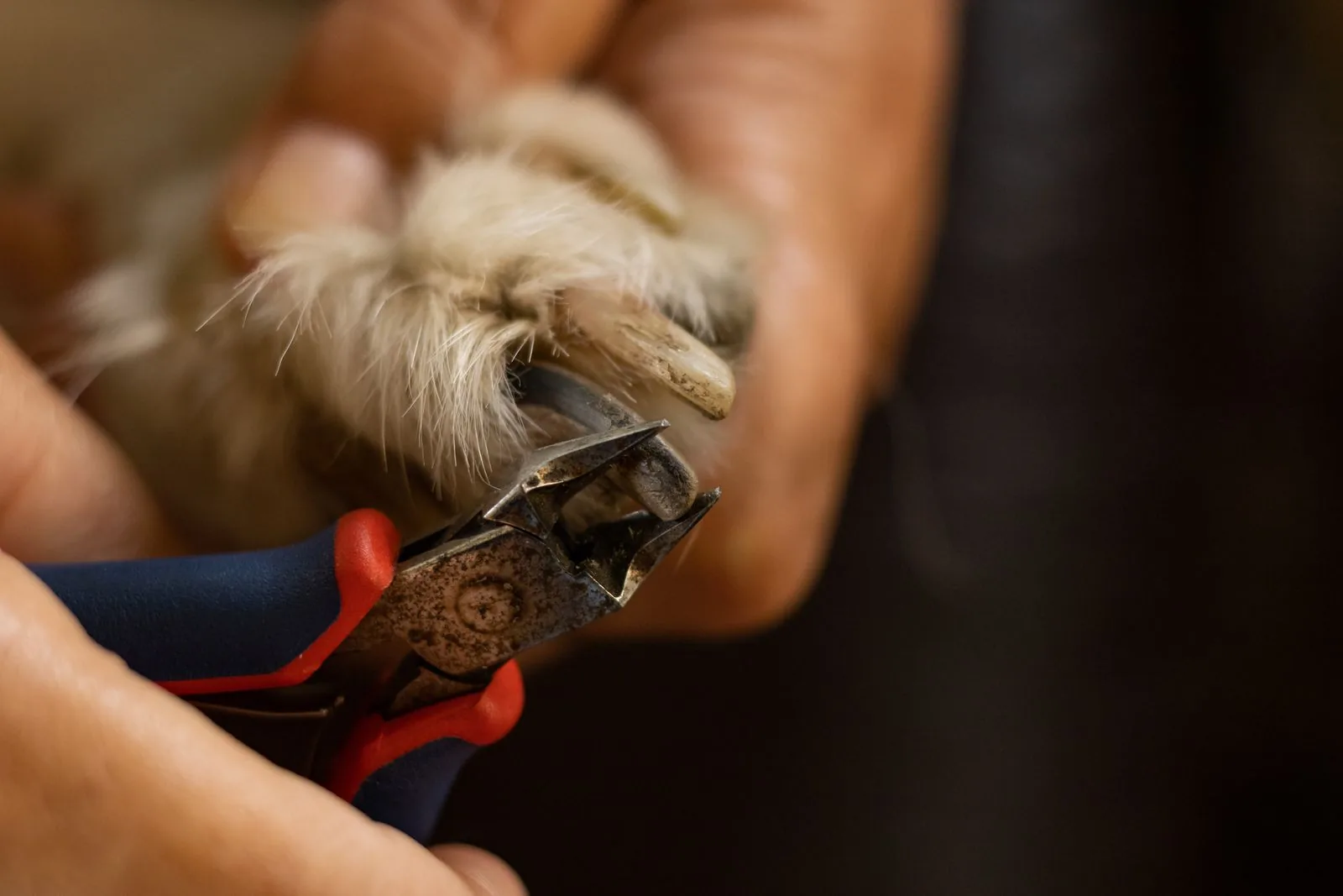Best Dog Nail Grinder for Large Dogs: 5 Picks Compared by Motor Speed