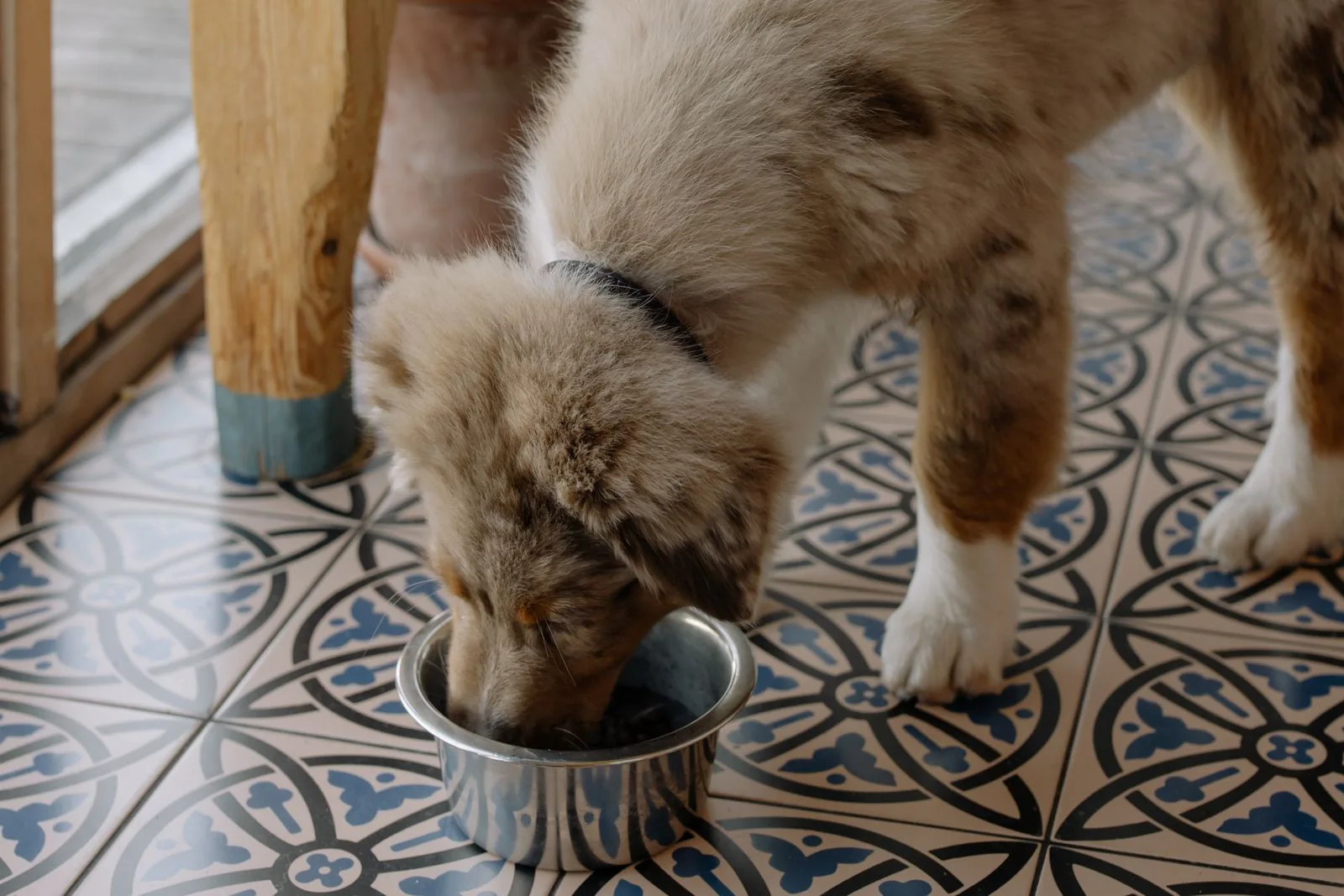 Best Puppy Food: 6 Dry Picks Matched to Your Puppy’s Adult Size