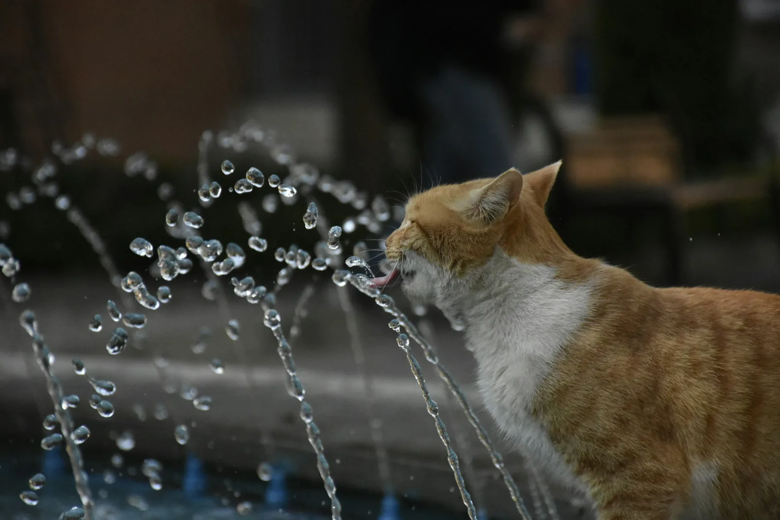 Best Stainless Steel Cat Water Fountain: 4 Picks and How Much Is Really Steel