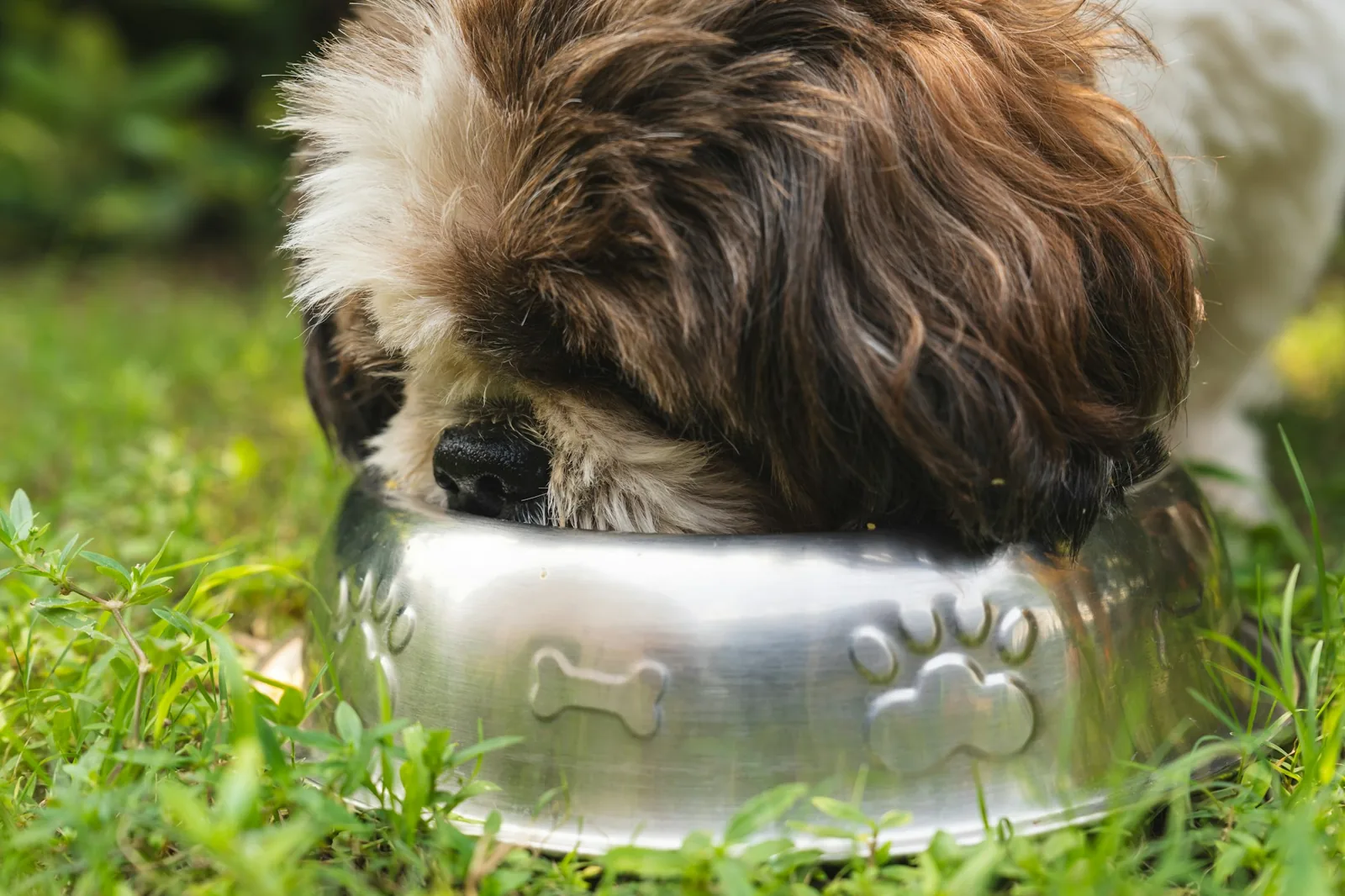 Stainless Steel Slow Feeder Dog Bowl: 5 Picks Matched to Meal Size