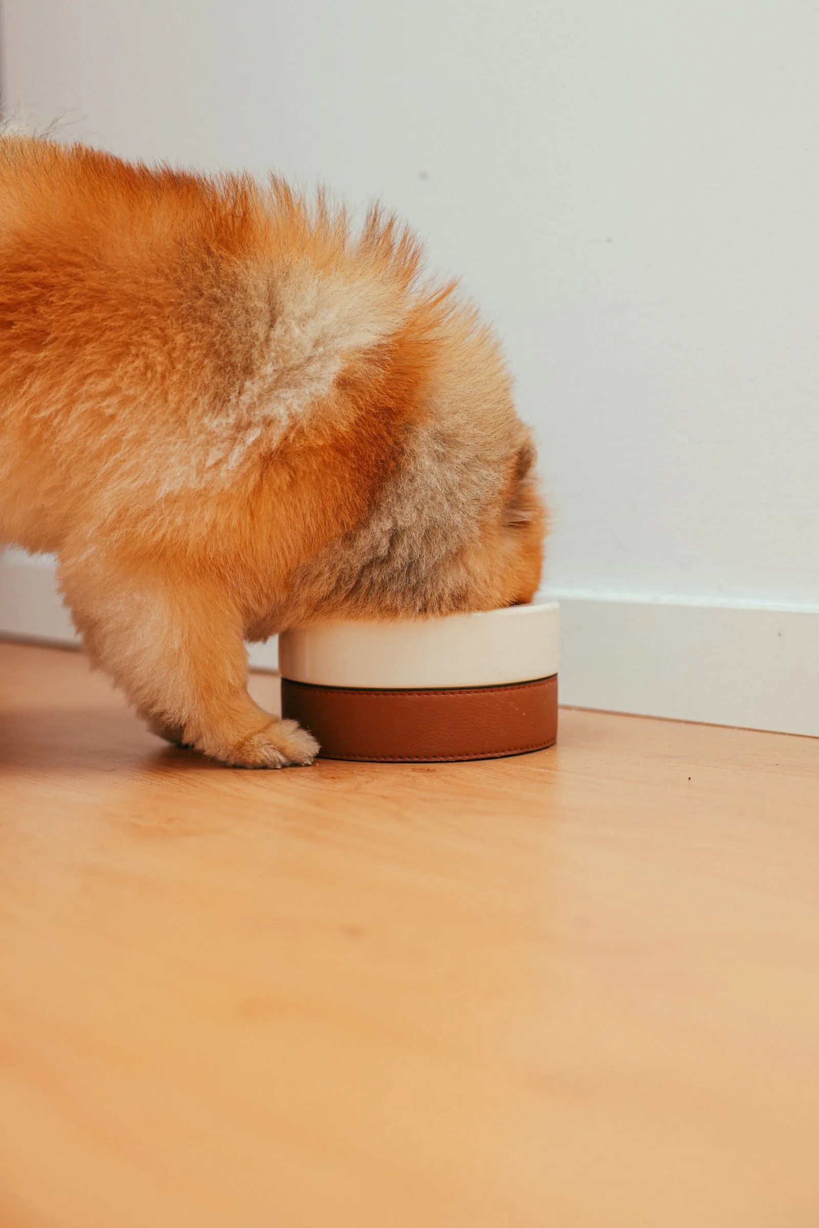 Top Rated Wet Food for Puppies: 6 Picks Compared by Calories and Breed Size